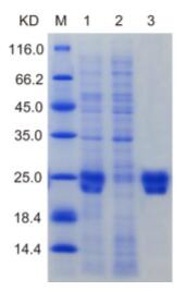 Fig.1. SDS-PAGE analysis of Canine CXCL12 protein<br />Lane M: Protein Marker, Lane 1: Un-purified, Lane 2: Flow through, Lane 3: Elution